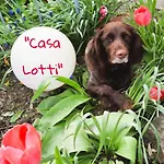 Casa Lotti Lejlighed Sangerhausen